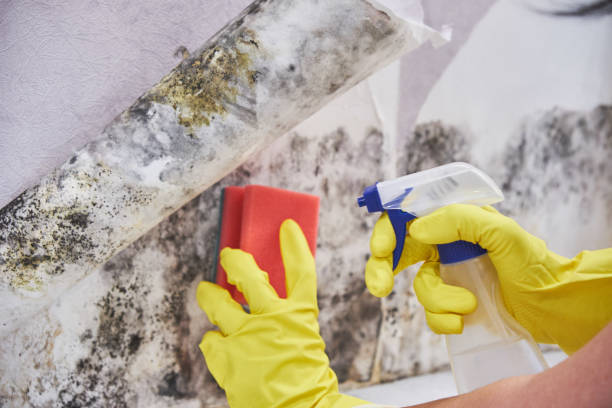 Biohazard Mold Removal in Lawrenceville, GA